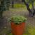Imagen 4 de Calendula 53cm Rustica piantatore 52x52x63cm
